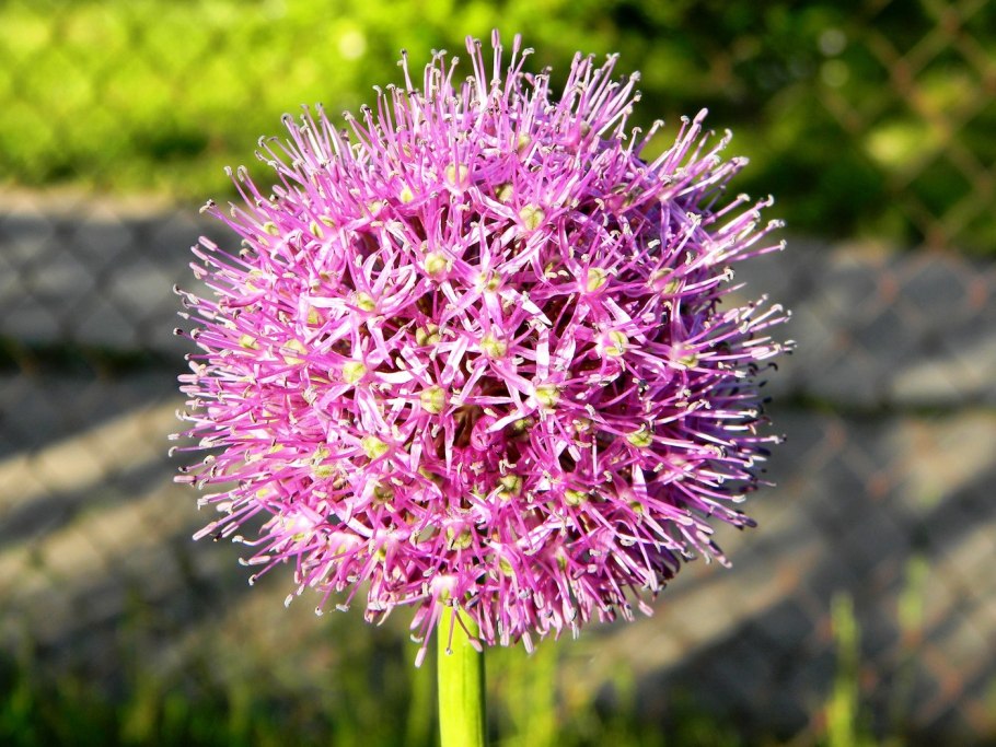 Лук резанец гигантский (Allium schoenoprasum)