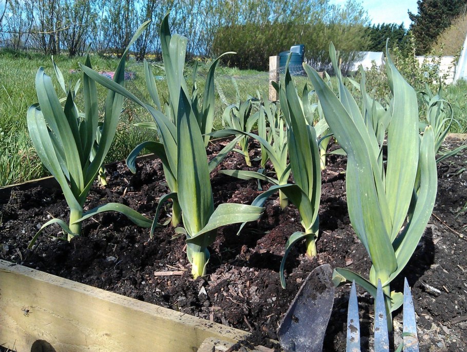 Лук слизун широколистный