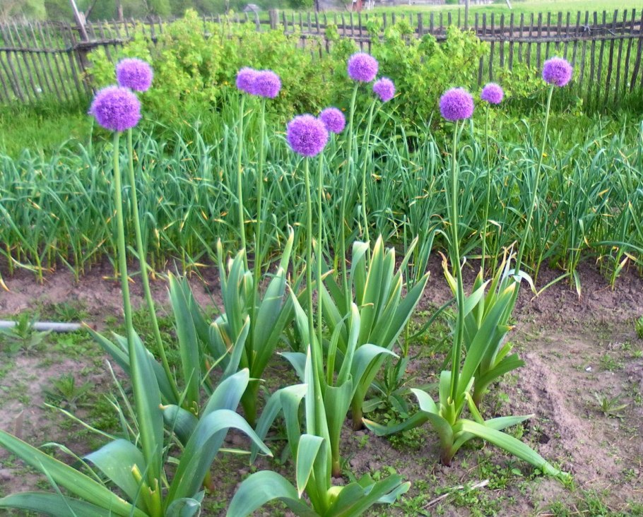 Лук суворова анзур