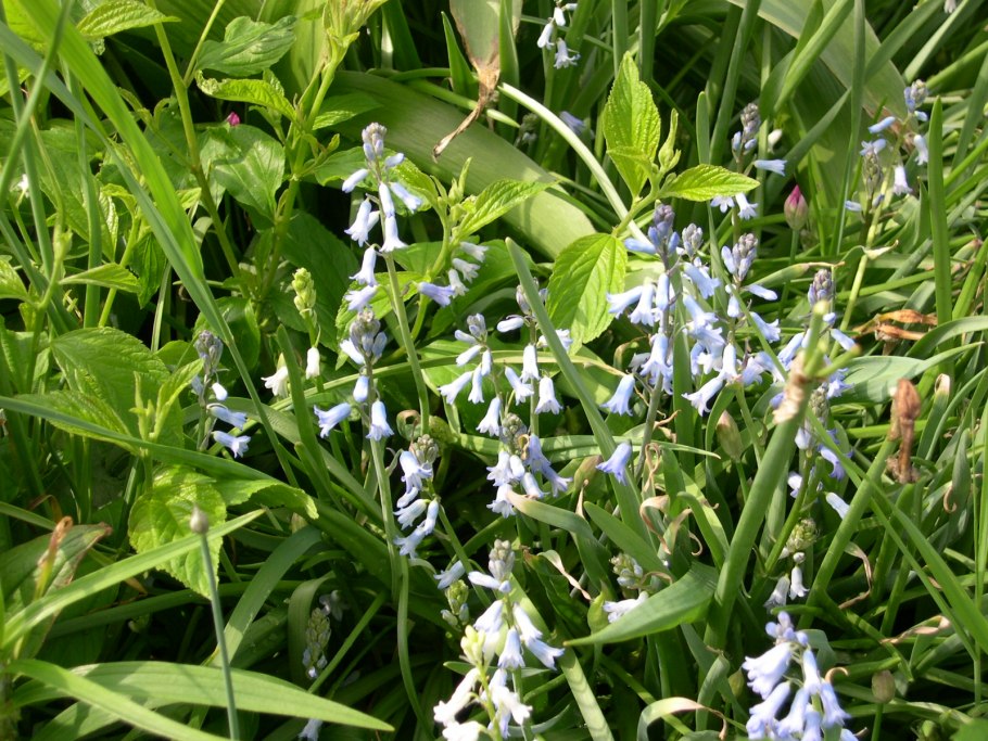 Пармелиелла трехлистная