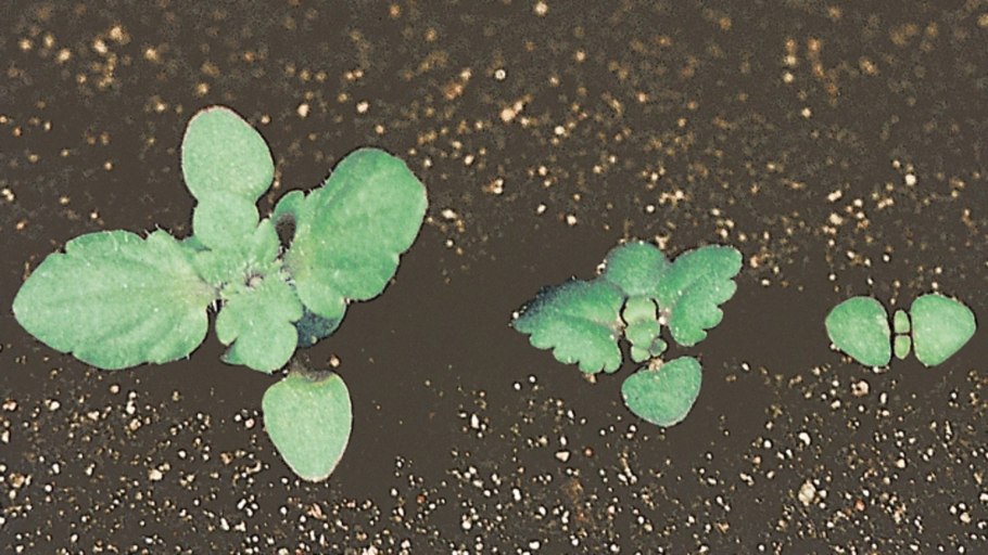 Ростки Вероники