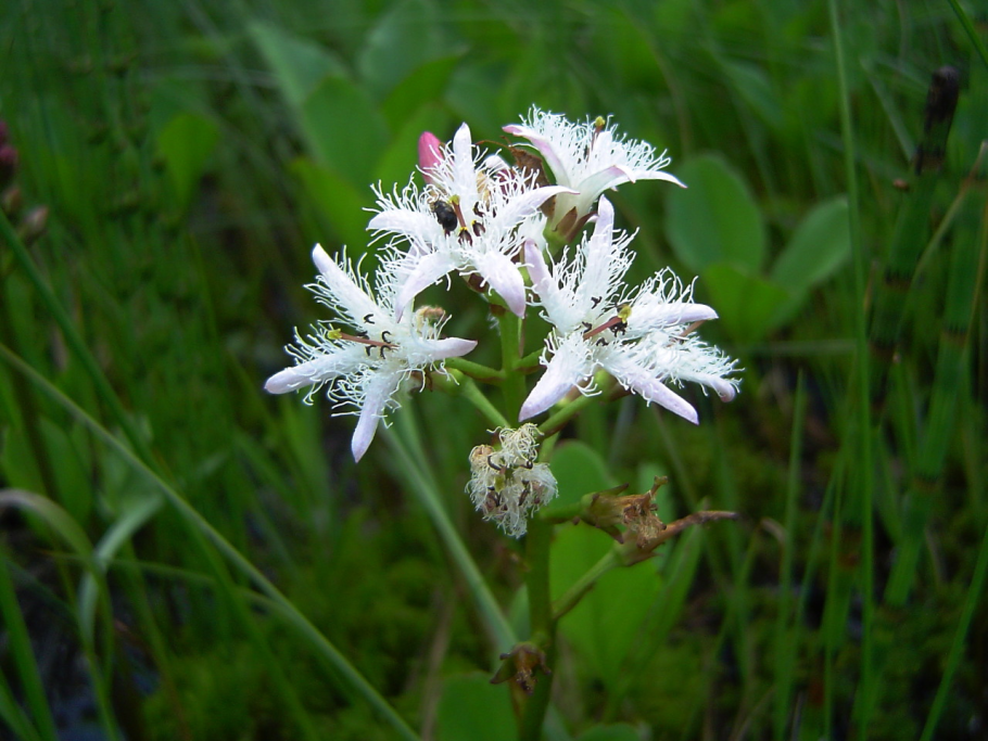 Viola trifoliata