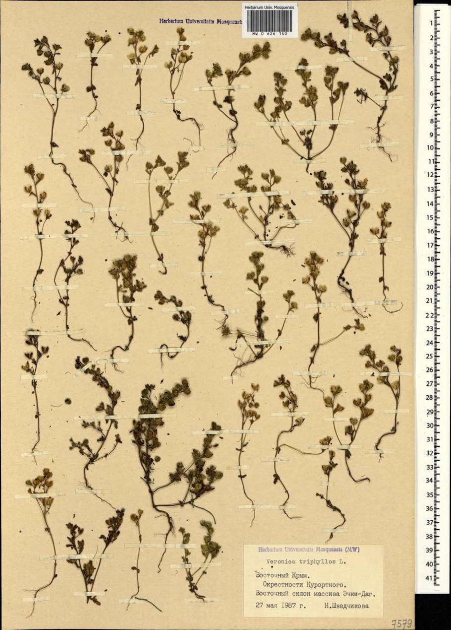 Veronica Triphyllos l. Вероника трёхлистная