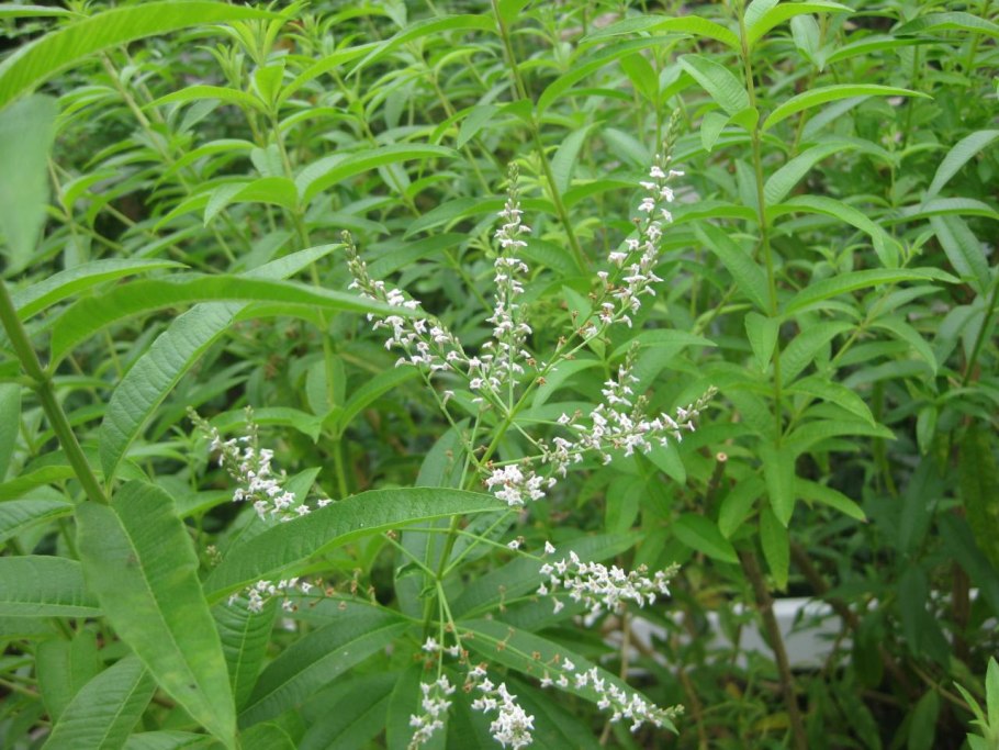 Aloysia citriodora