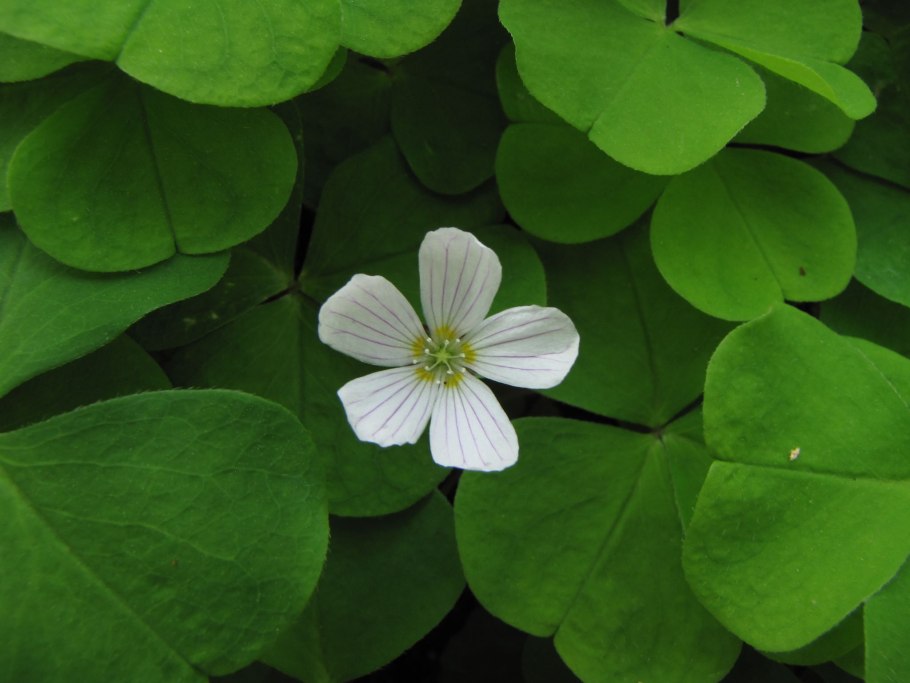 Оксалис кислица