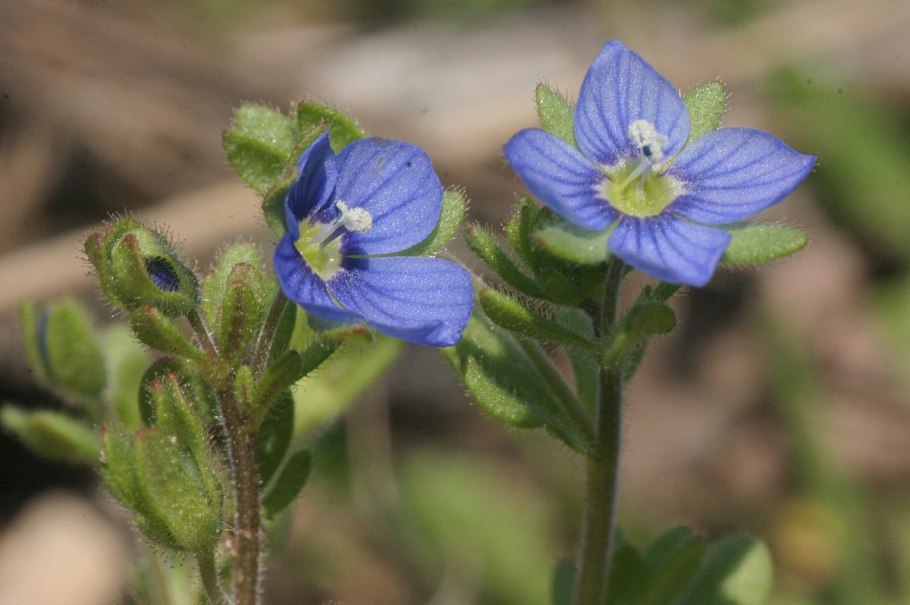 Veronica Triphyllos l. Вероника трёхлистная