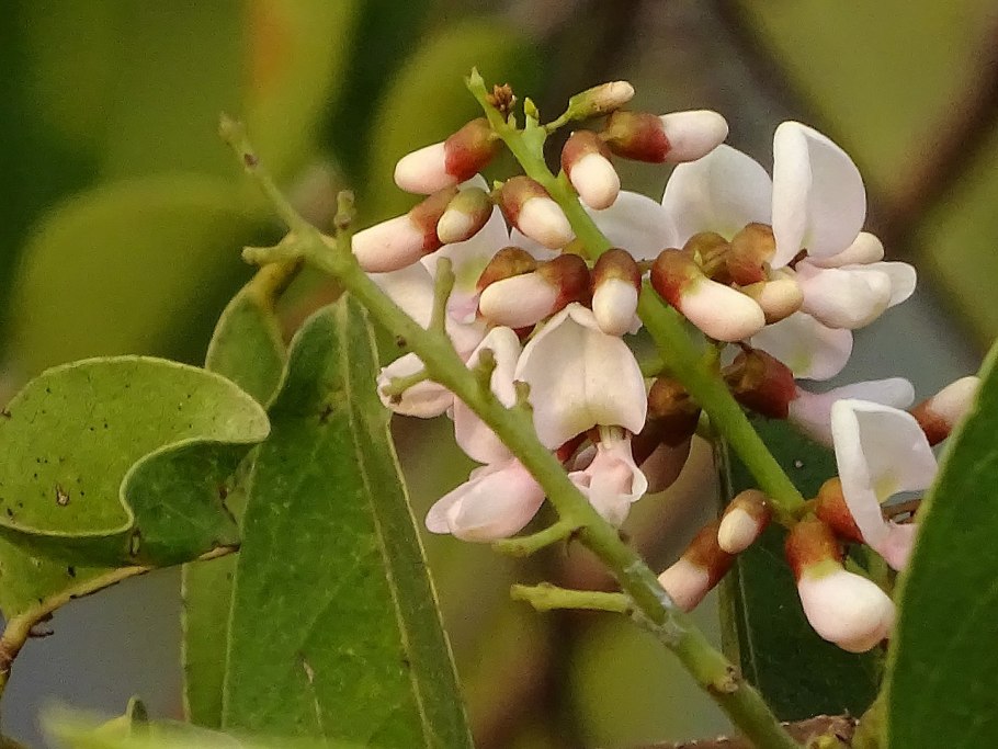 Ida trifoliata