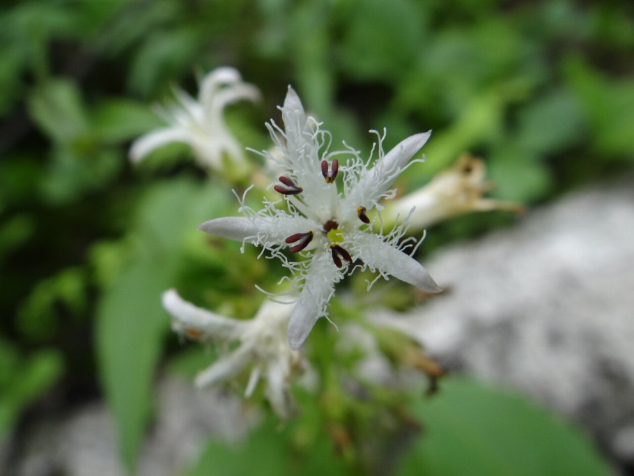 Menyanthes trifoliata