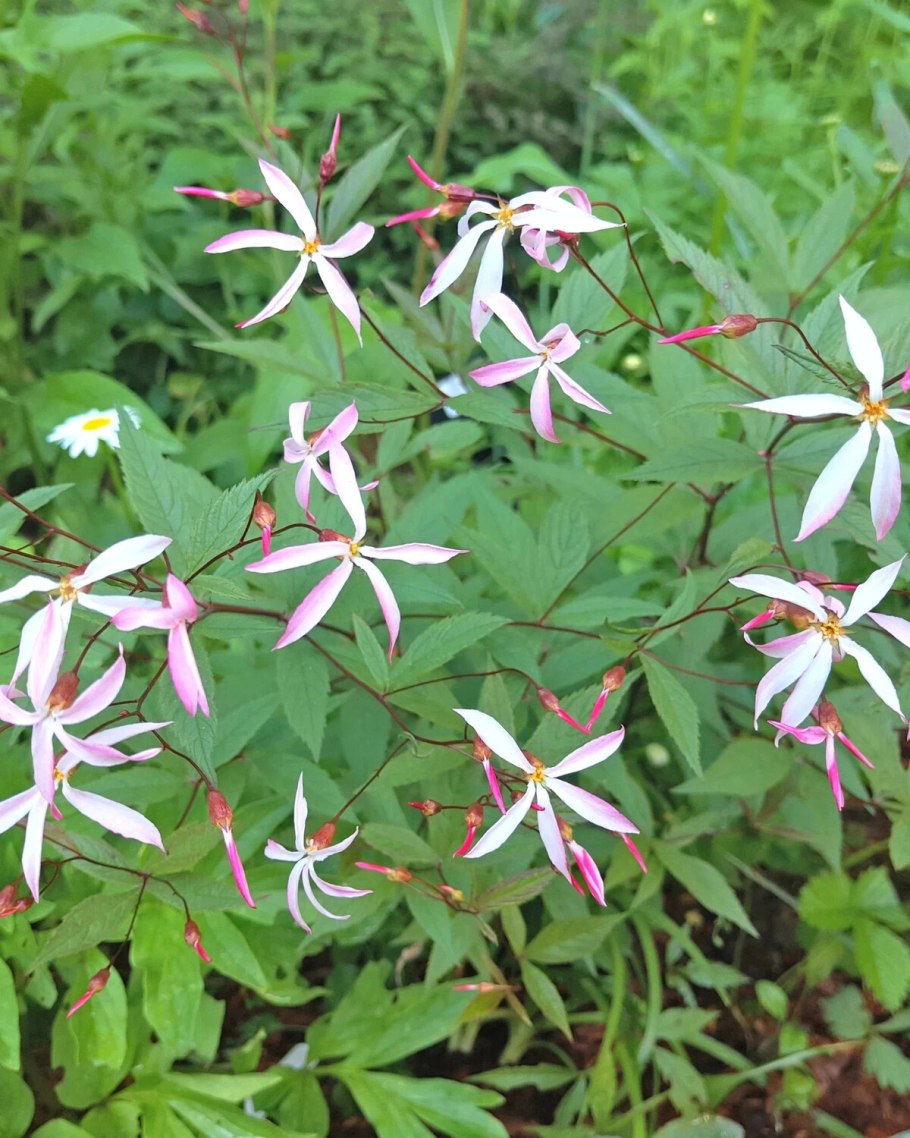 Гилления трехлистная