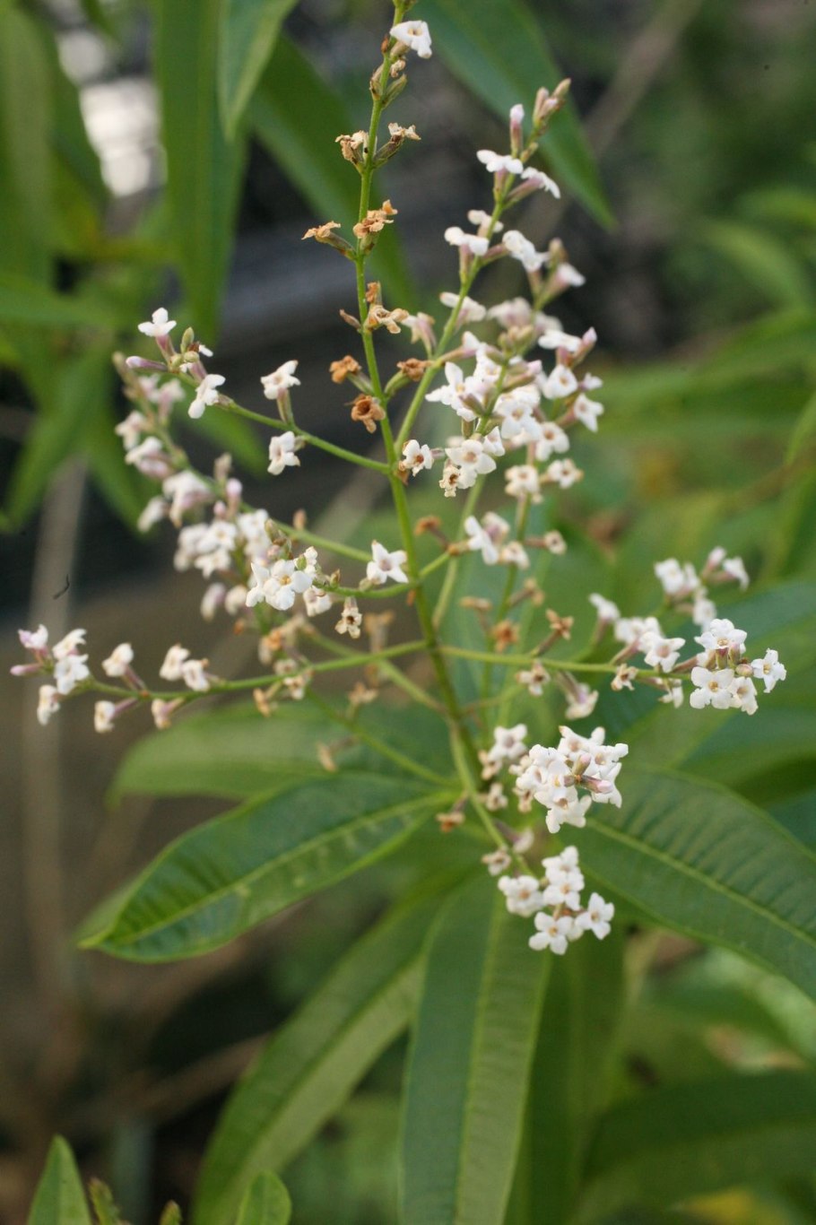 Aloysia citrodora