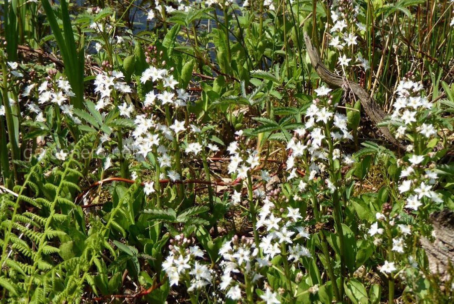 Чахоточная трава