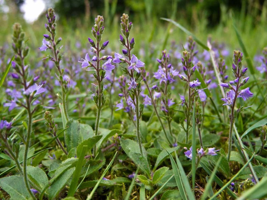 Veronica officinalis