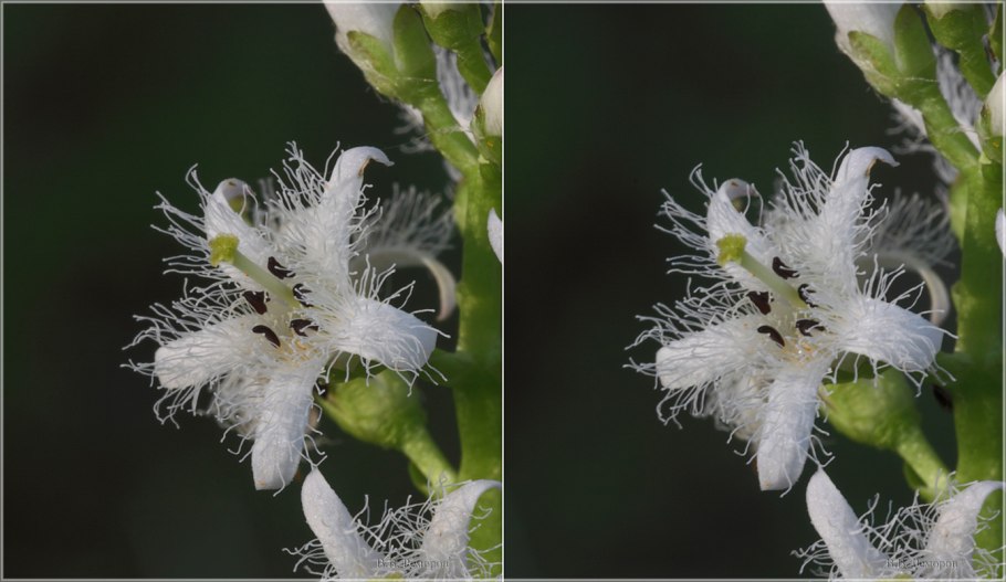Menyanthes trifoliáta
