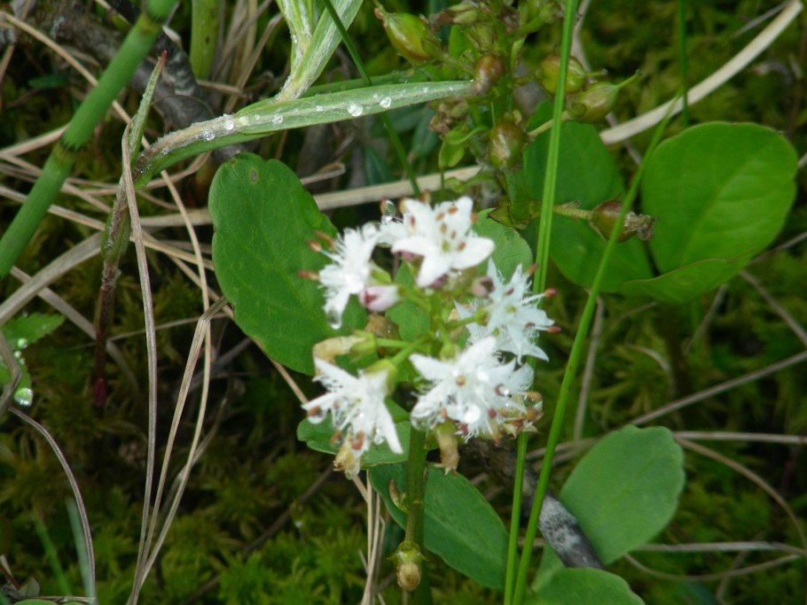 Деррис Сканденс