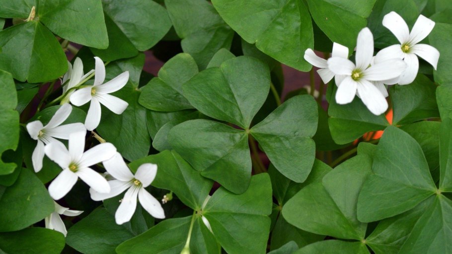 Оксалис кислица зеленая