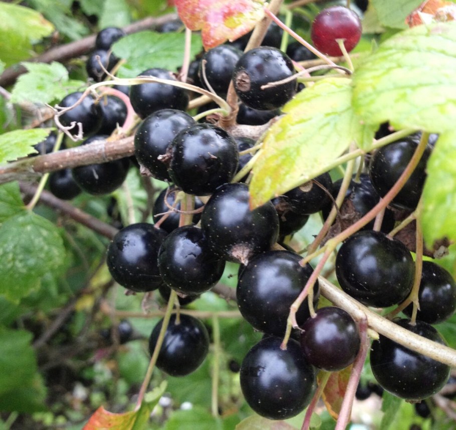 Смородина Осиповская