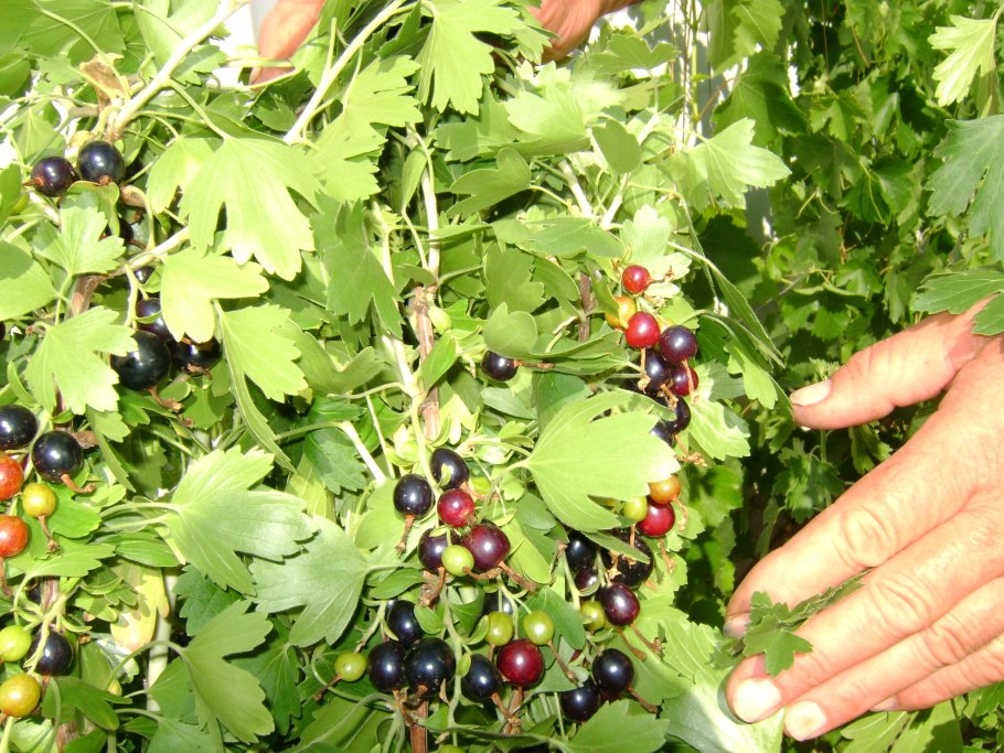 Смородина золотистая Шафак