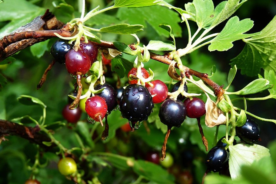 Лесная черная смородина