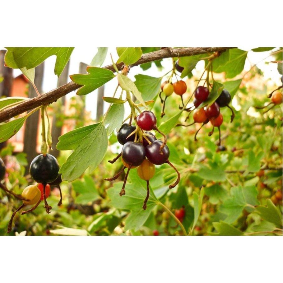 Смородина золотистая Ермак