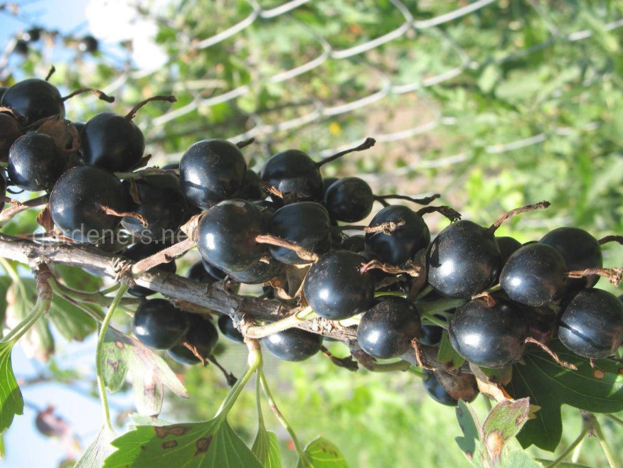 Барбарис йошта