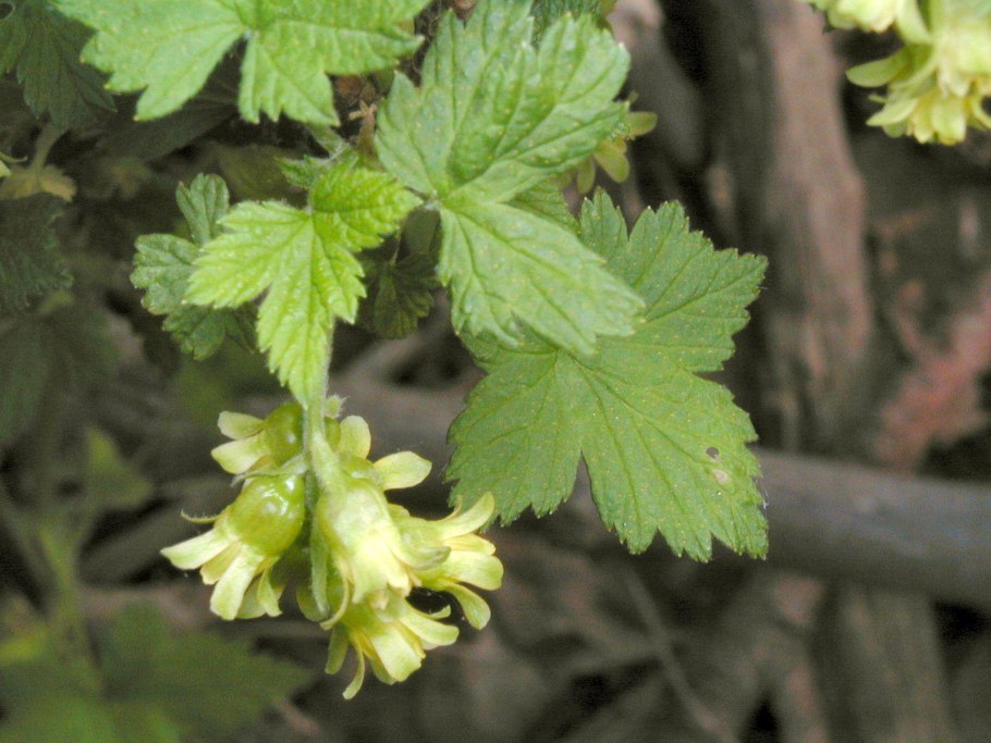 Смородина в Америке