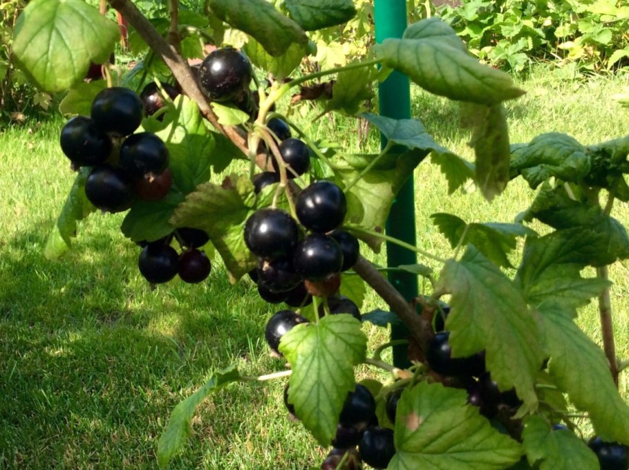 Смородина память Вавилова