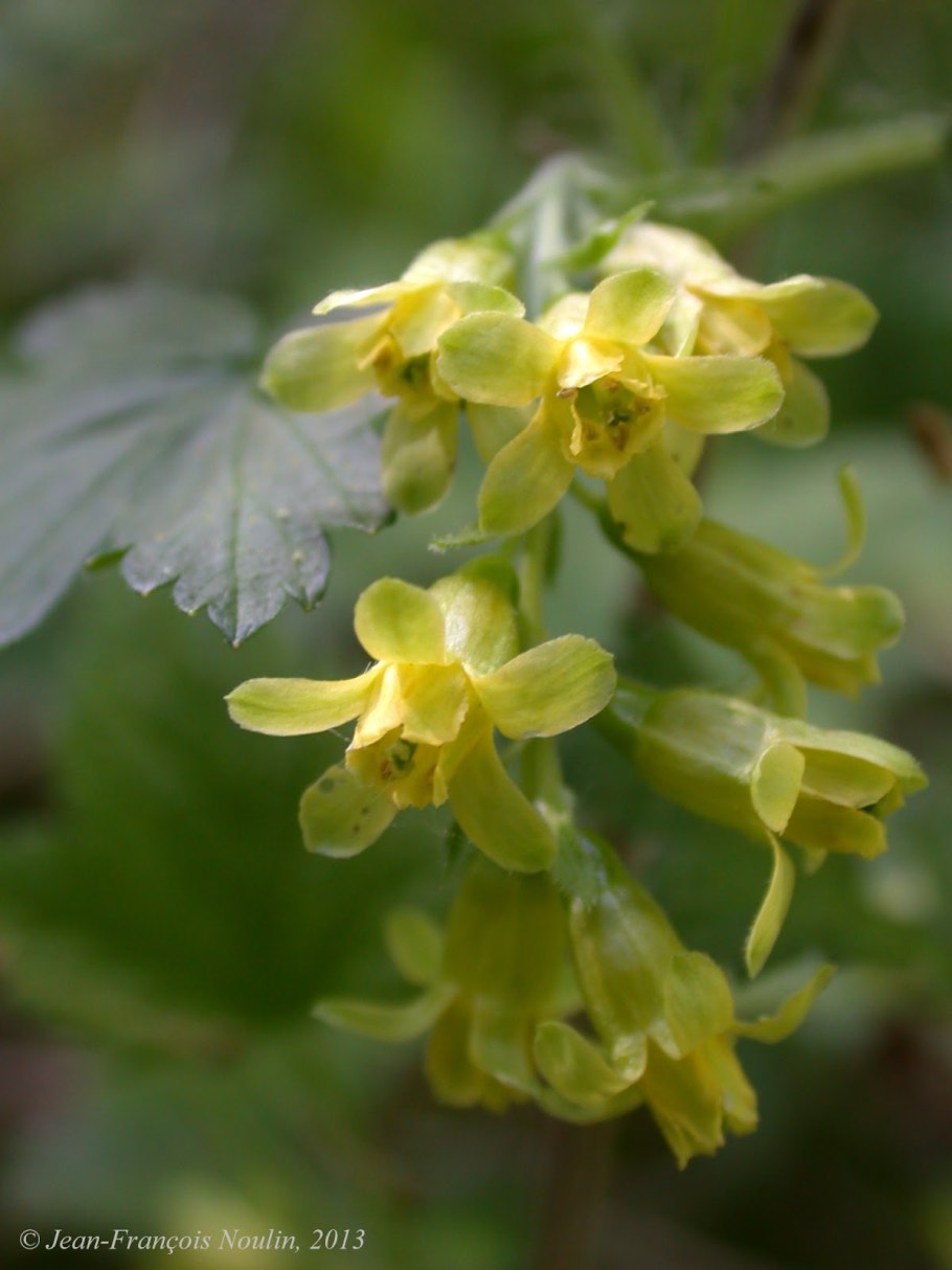 Смородина колосистая