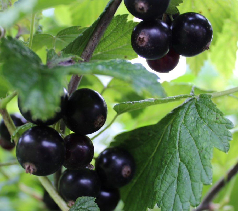 Смородина сорт венера