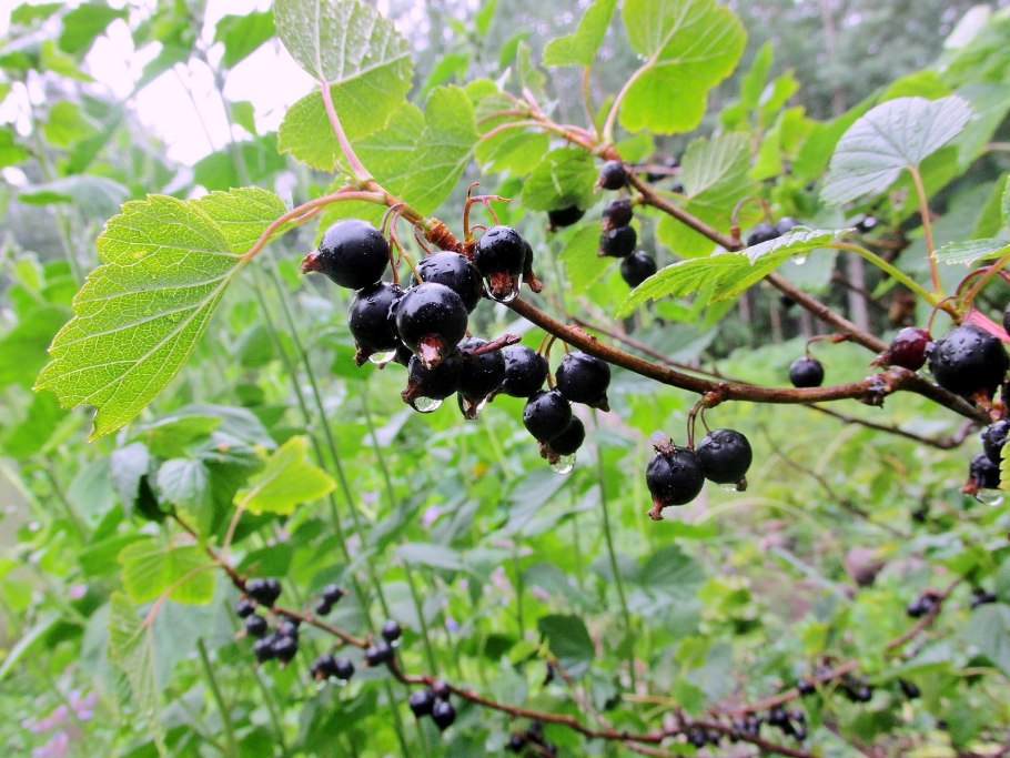 Смородина Каскад