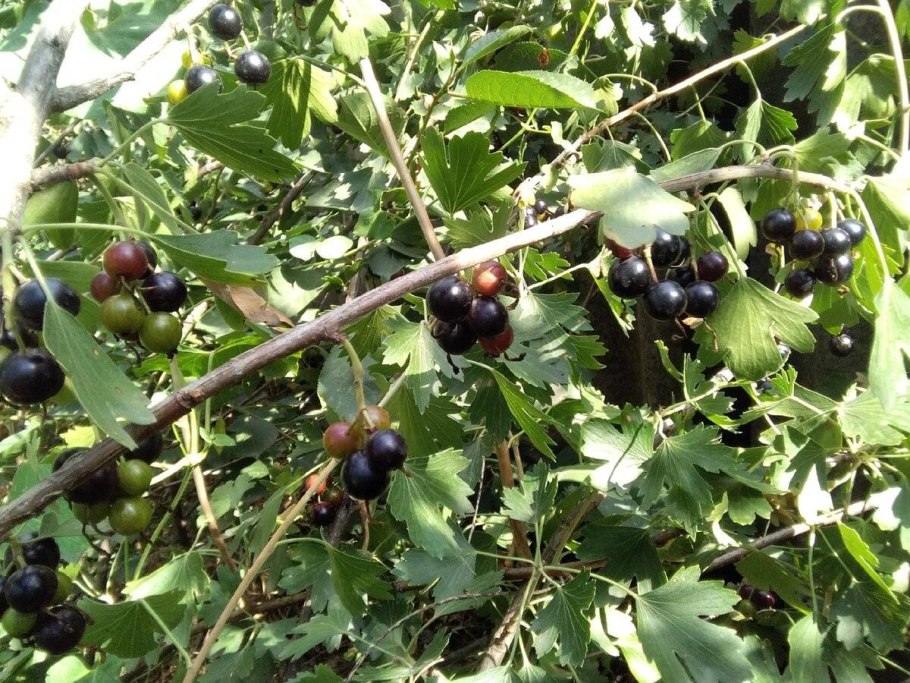 Смородина золотистая Ермак