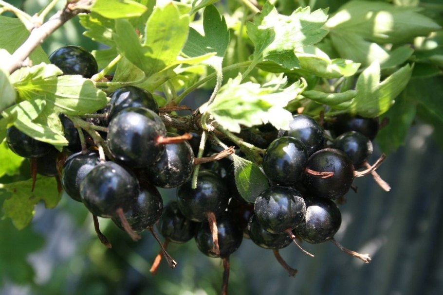 Смородина золотистая ермак