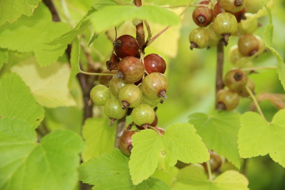 Смородина американская ribes americanum