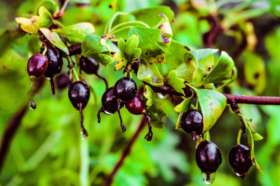 Смородина репис