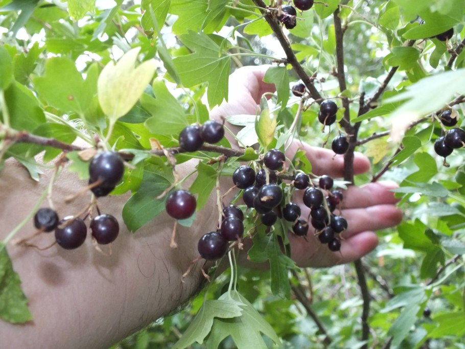 Смородина Барбарис