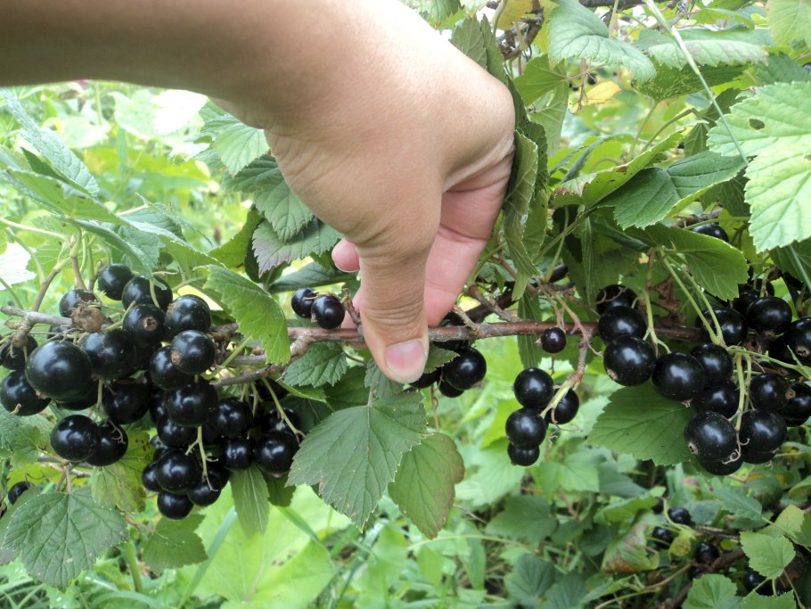 Черная смородина Мичуринская