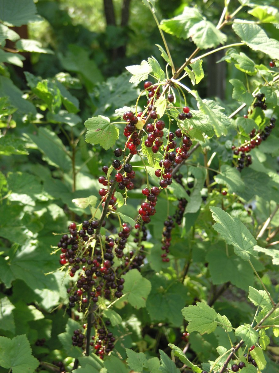 Смородино-крыжовниковый гибрид йошта