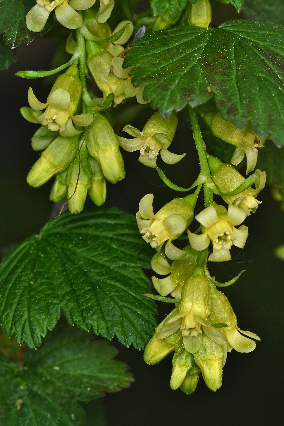 Красная смородина деревом
