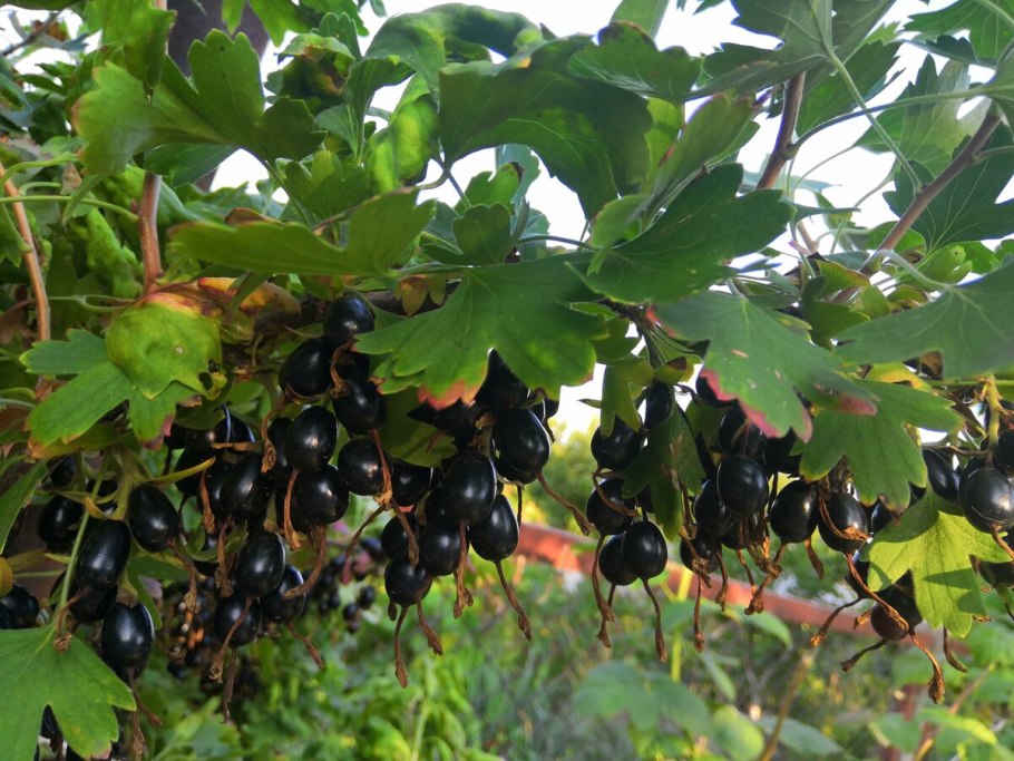 Смородина репис