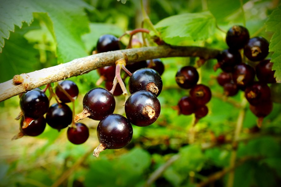 Смородина американская ribes americanum