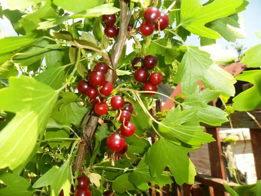 Смородина черная ядреная