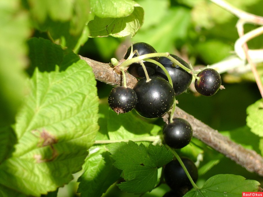 Смородина черная – ribes nigrum