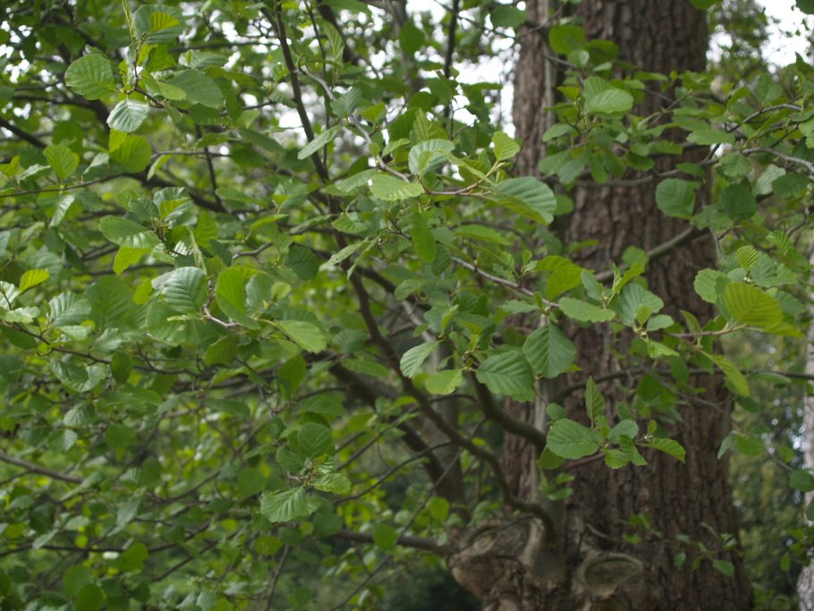 Ольха alnus glutinosa