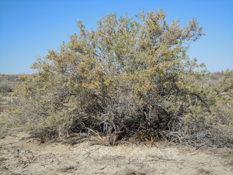 Чапараль растение фото