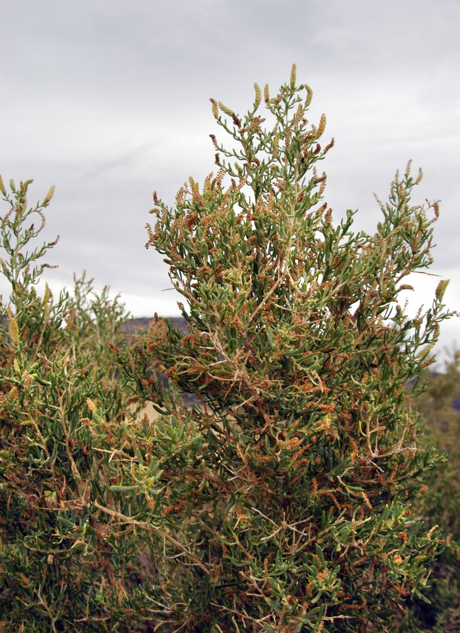 Sarcobatus vermiculatus