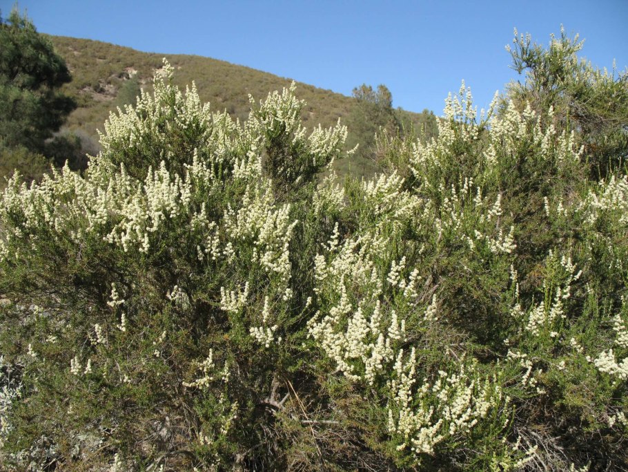 Лебеда диморфная