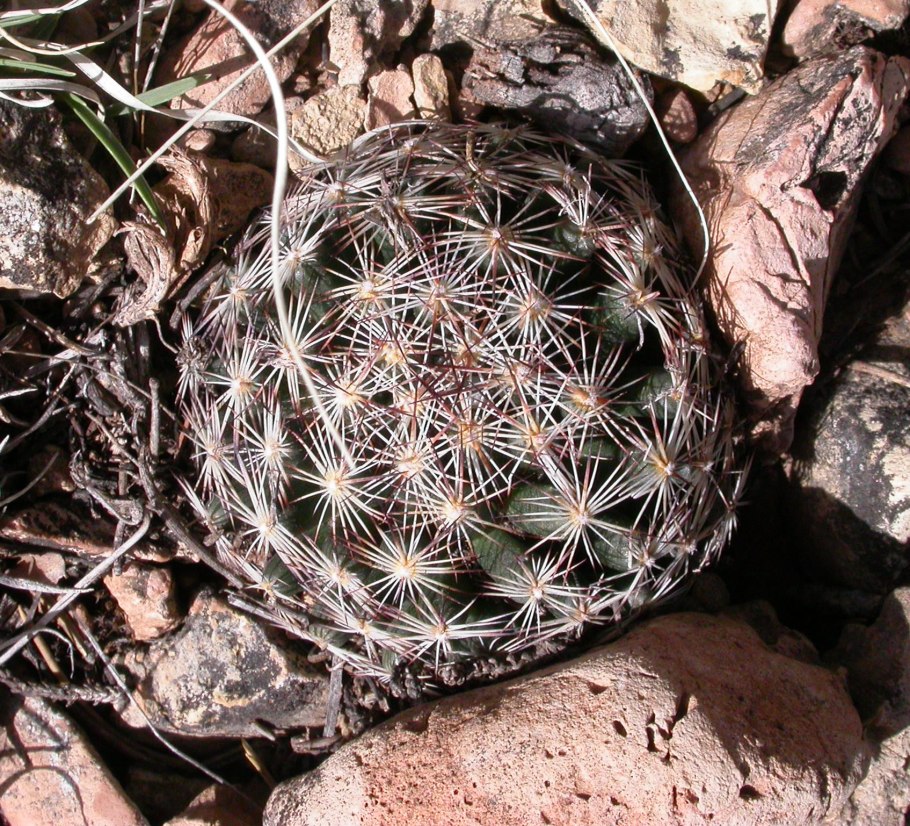 Эпифитная бромелия