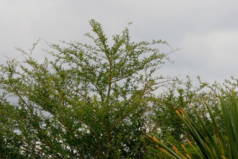 Adenostoma fasciculatum