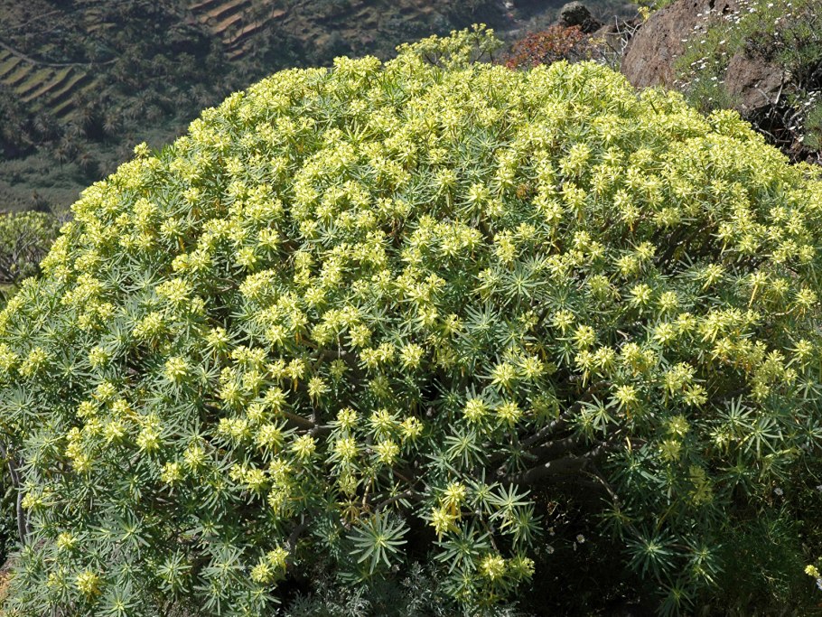 Семейство самшитовые (Buxaceae