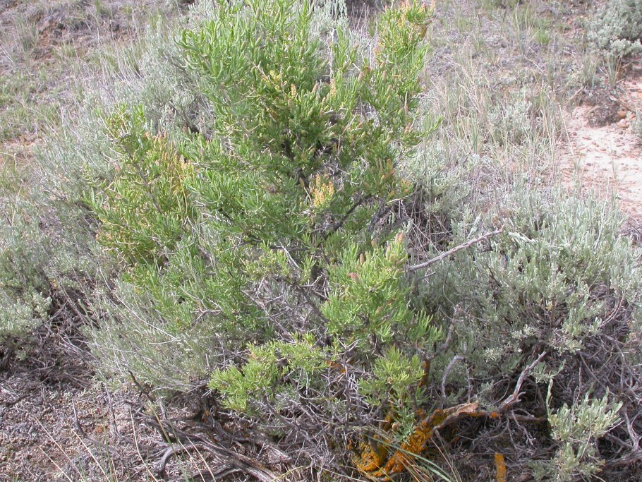 Растение саркобатус