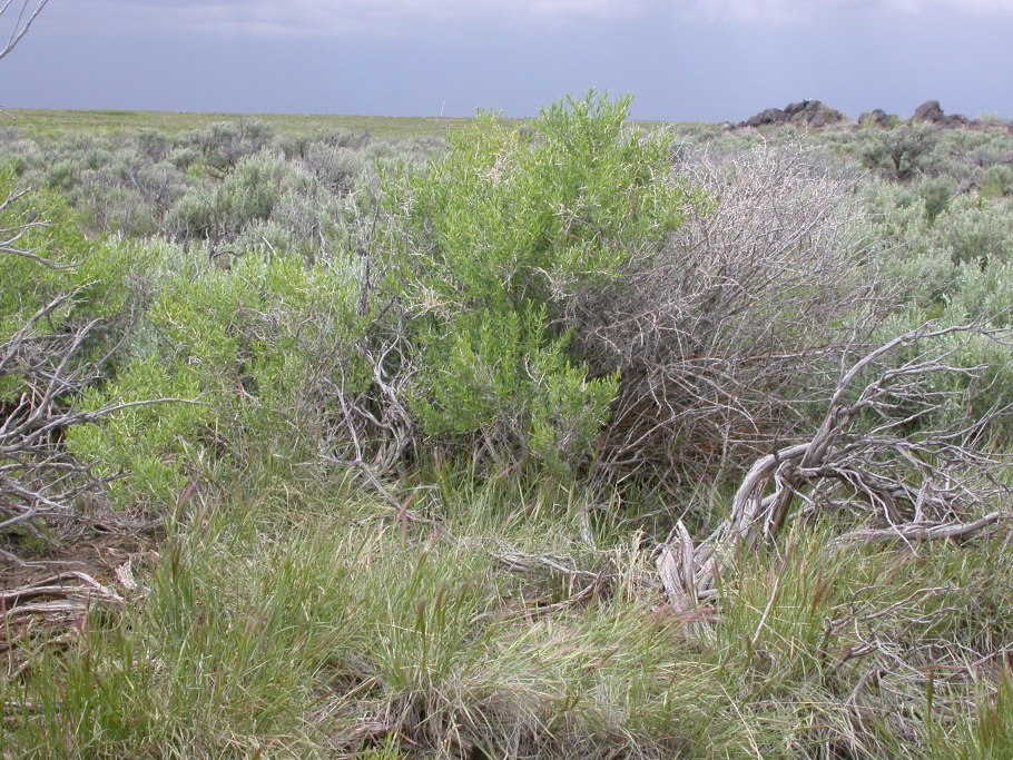 Растение саркобатус